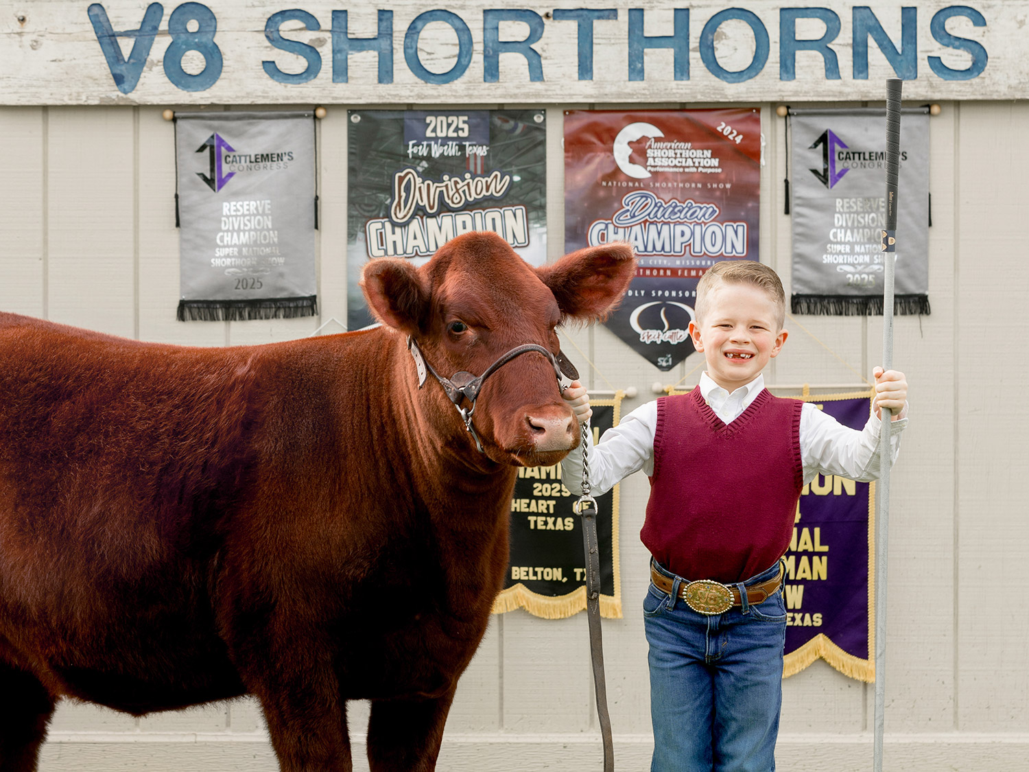 V8 Ranch Brahman Cattle being shipped by Airplane