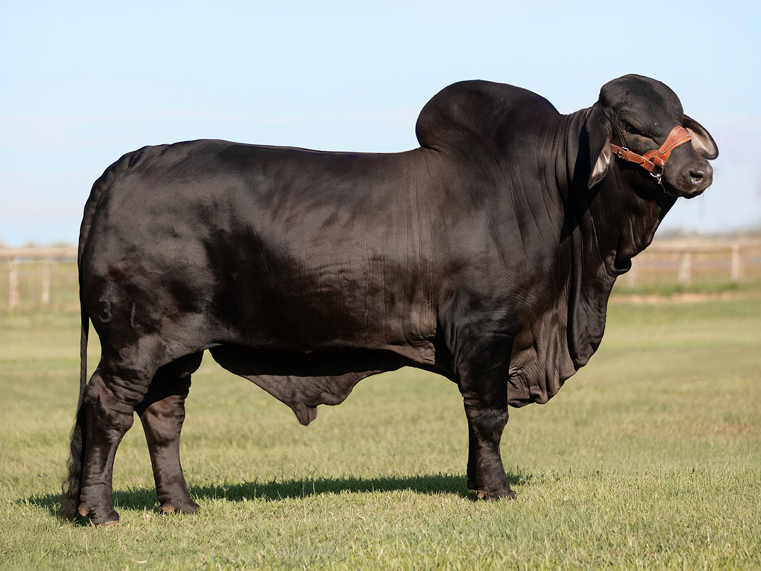 Black Brahman Bull for sale at V8 Ranch in Hungerford, Texas