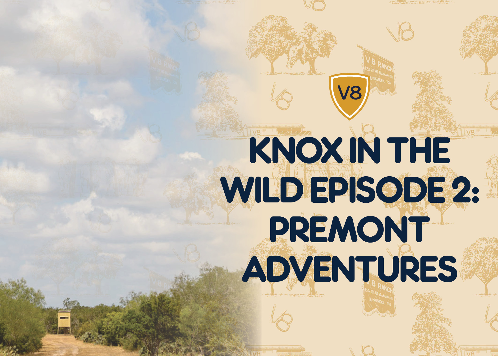 Brahman Bull with Brahman Cow