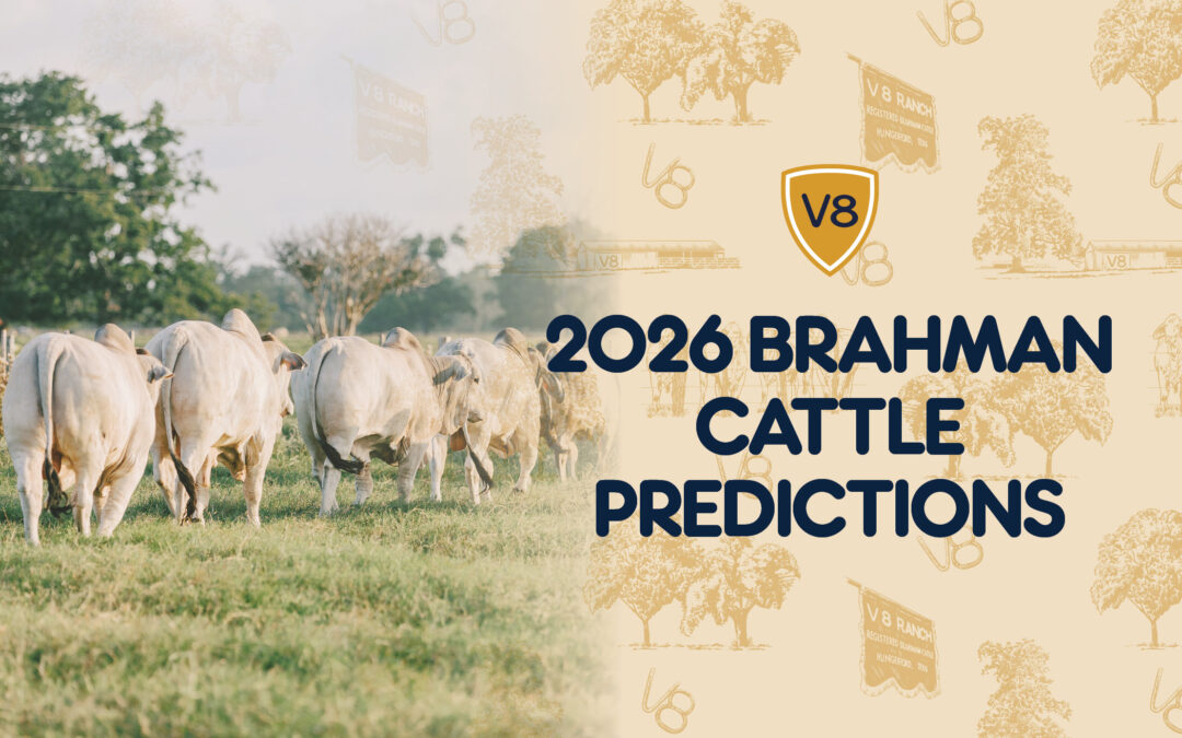 2026 Predictions for the Brahman Cattle Industry