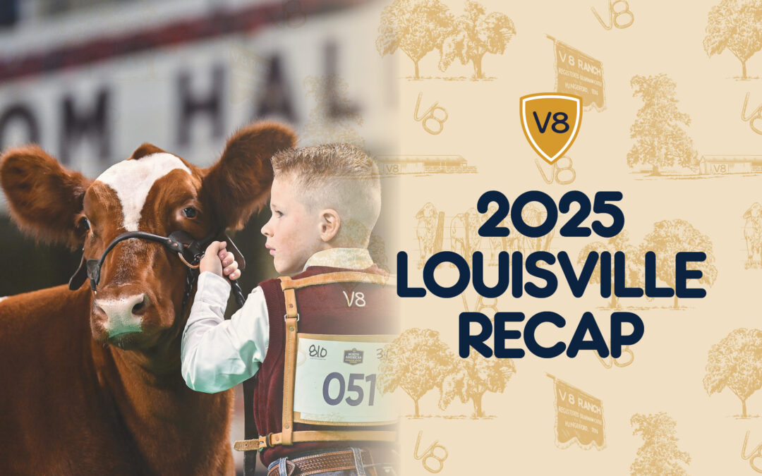 V8 Ranch Shorthorns Shine at 2025 NAILE Louisville