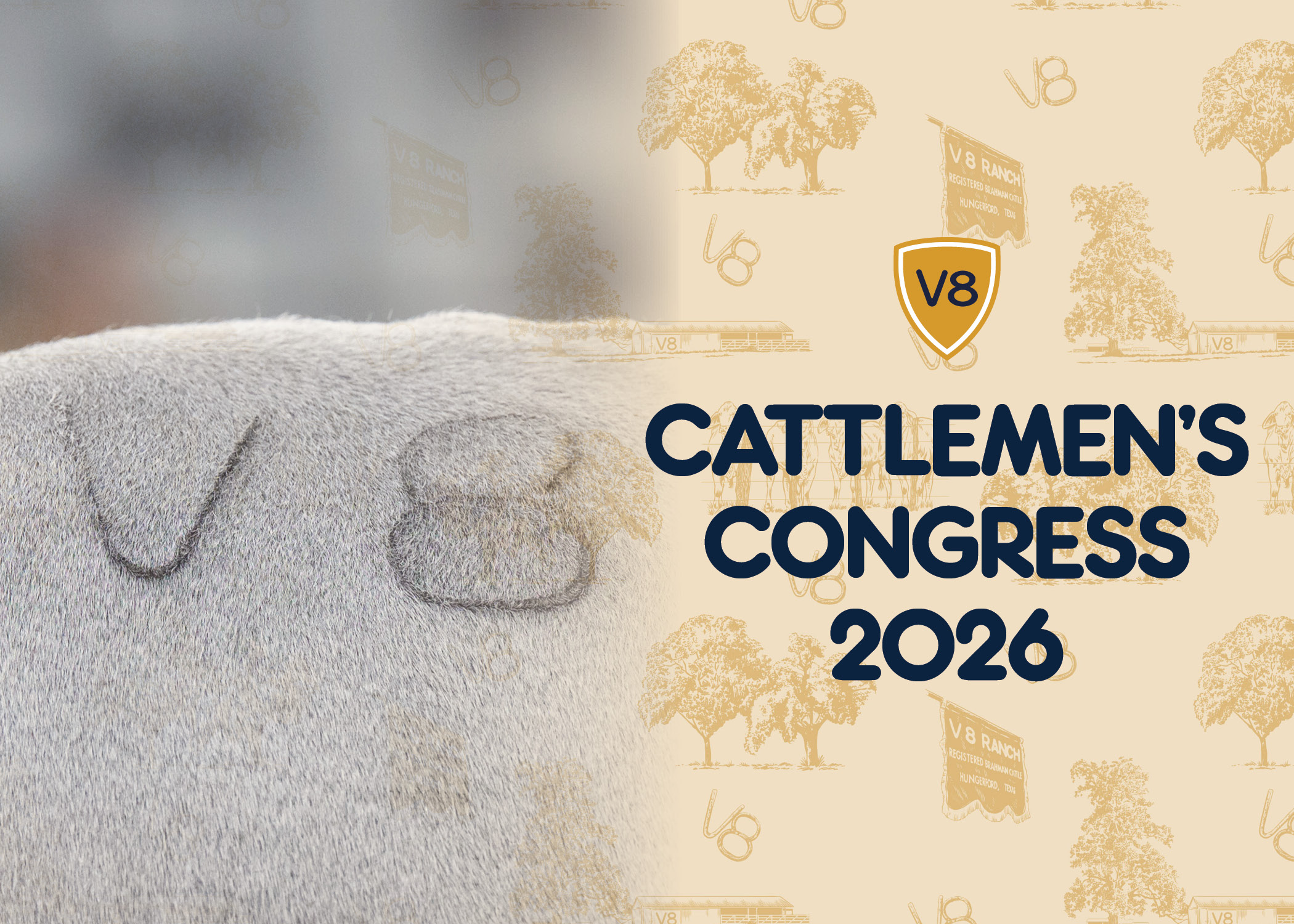 Brahman Bull with Brahman Cow