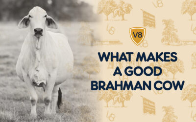 What Makes a Good Brahman Cow