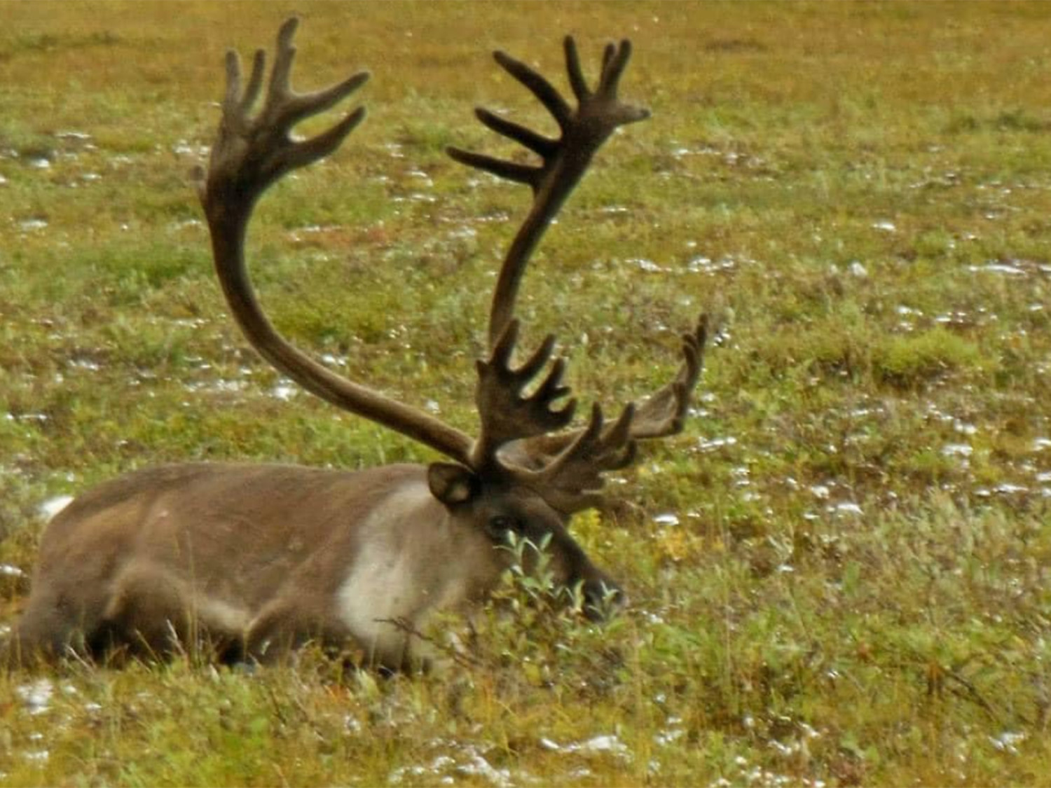 Bull Caribou on the Tundra – Kavik River Camp Arctic National Wildlife Refuge Bull caribou with large antlers resting on the Arctic tundra near Kavik River Camp in the Arctic National Wildlife Refuge, Alaska