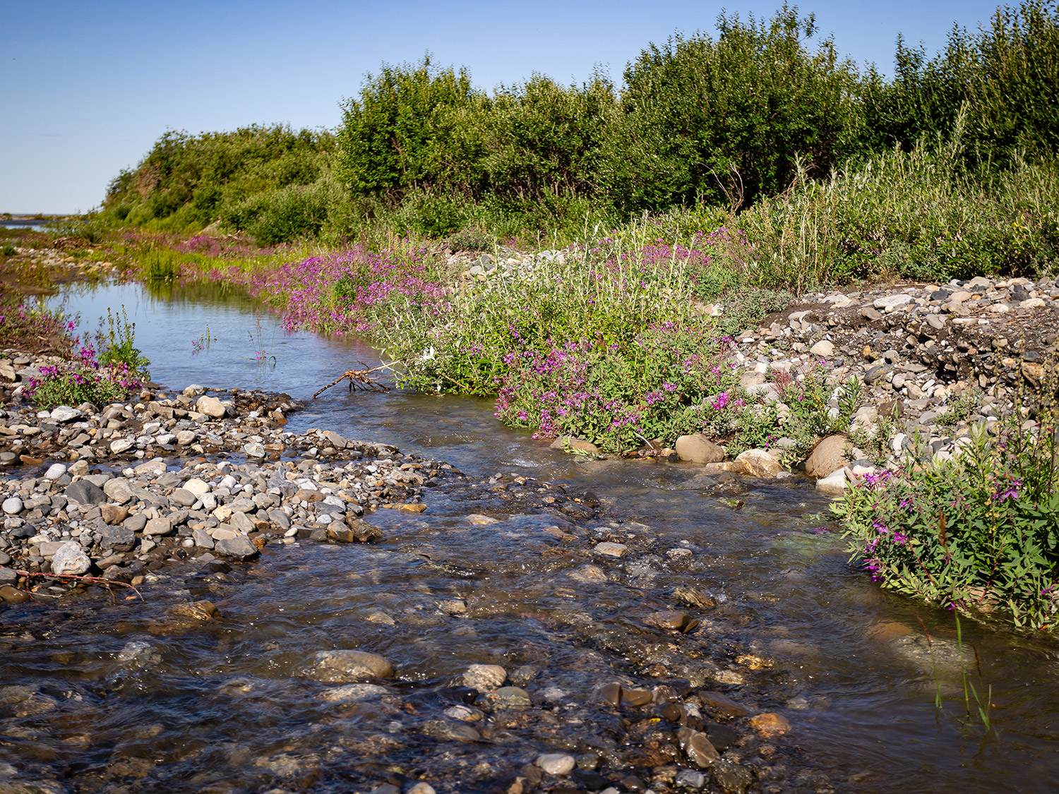 Fireweed Along the Kavik River – Arctic Alaska in Summer Glacier-fed creek lined with blooming fireweed and wildflowers flowing over smooth river rocks on Alaska's North Slope near Kavik River Camp