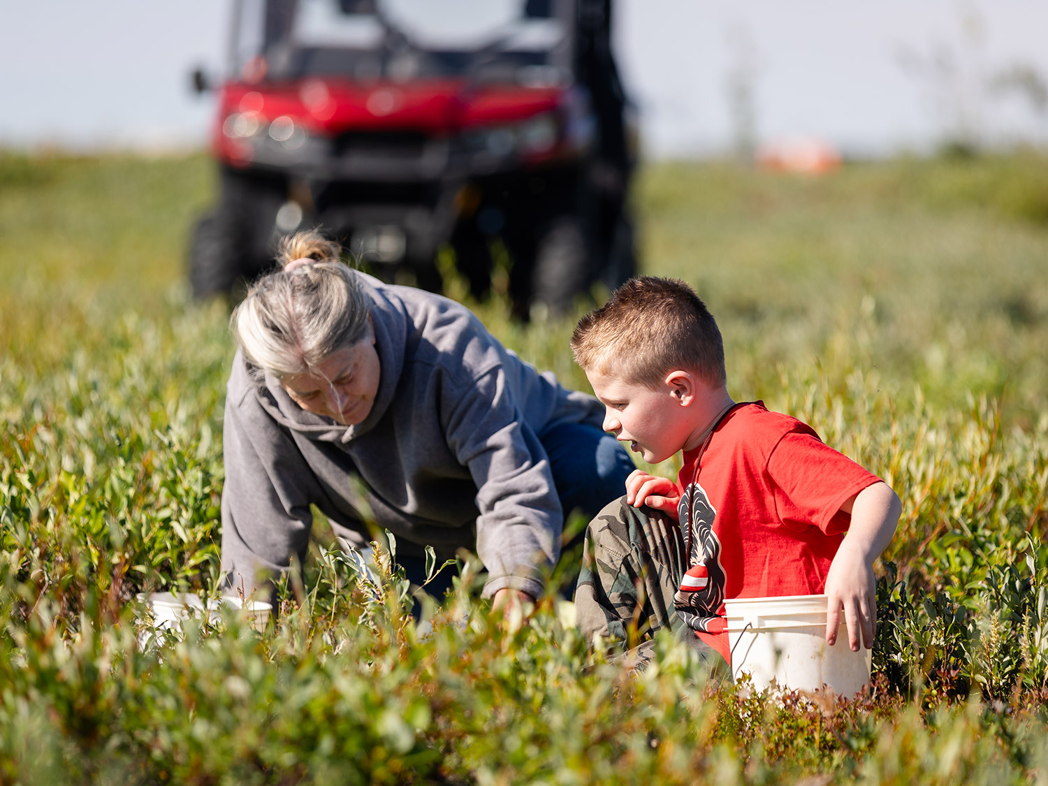Sue Aikens and Knox Picking Blueberries on the Tundra – Kavik River Camp Alaska Sue Aikens and Knox picking blueberries together on the Arctic tundra at Kavik River Camp, Alaska, with a UTV parked in the background