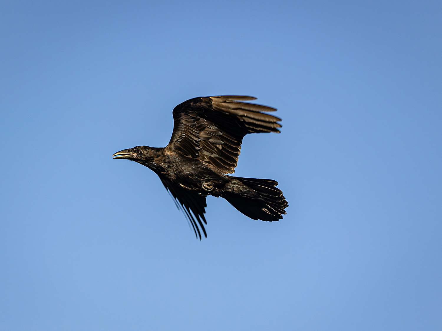 Arctic Raven in Flight – Kavik River Camp Alaska Wildlife Common raven in flight against a clear blue sky over the Arctic tundra near Kavik River Camp, Alaska