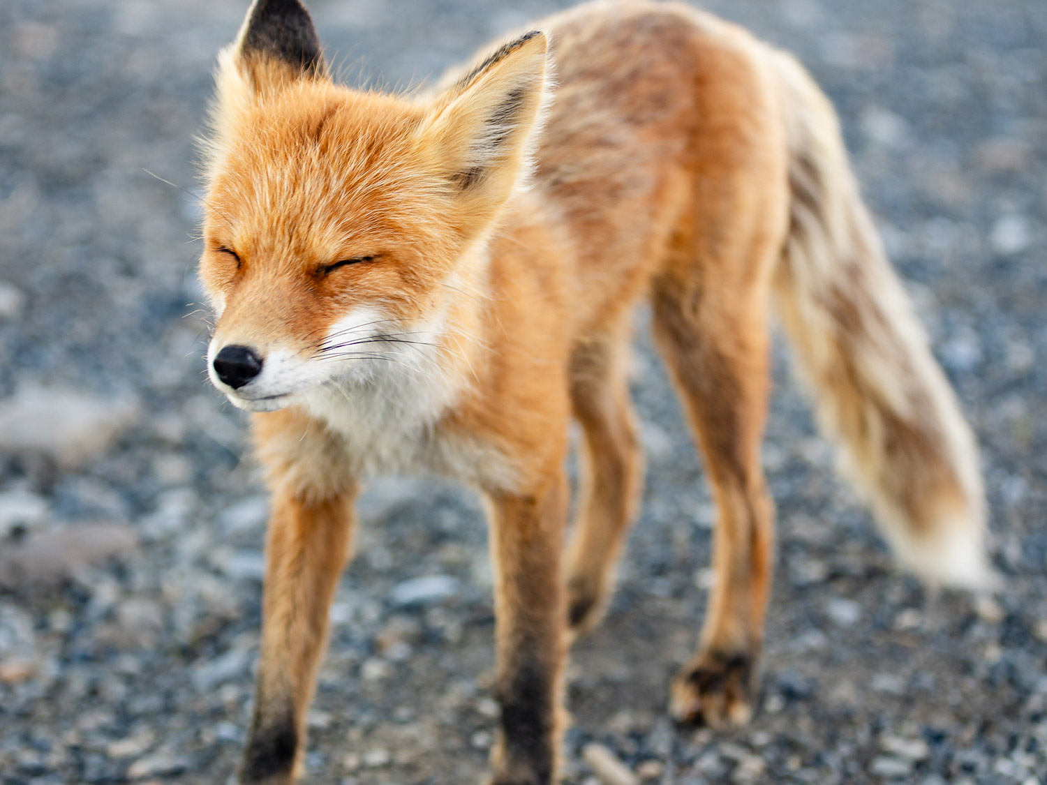 Wild Red Fox at Kavik River Camp – Arctic Alaska Wildlife Wild red Arctic fox standing on gravel near Kavik River Camp on Alaska's North Slope