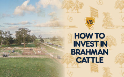 How to Invest in Brahman Cattle: Costs, Options + ROI