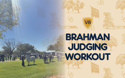 2026 Brahman Judging Workout