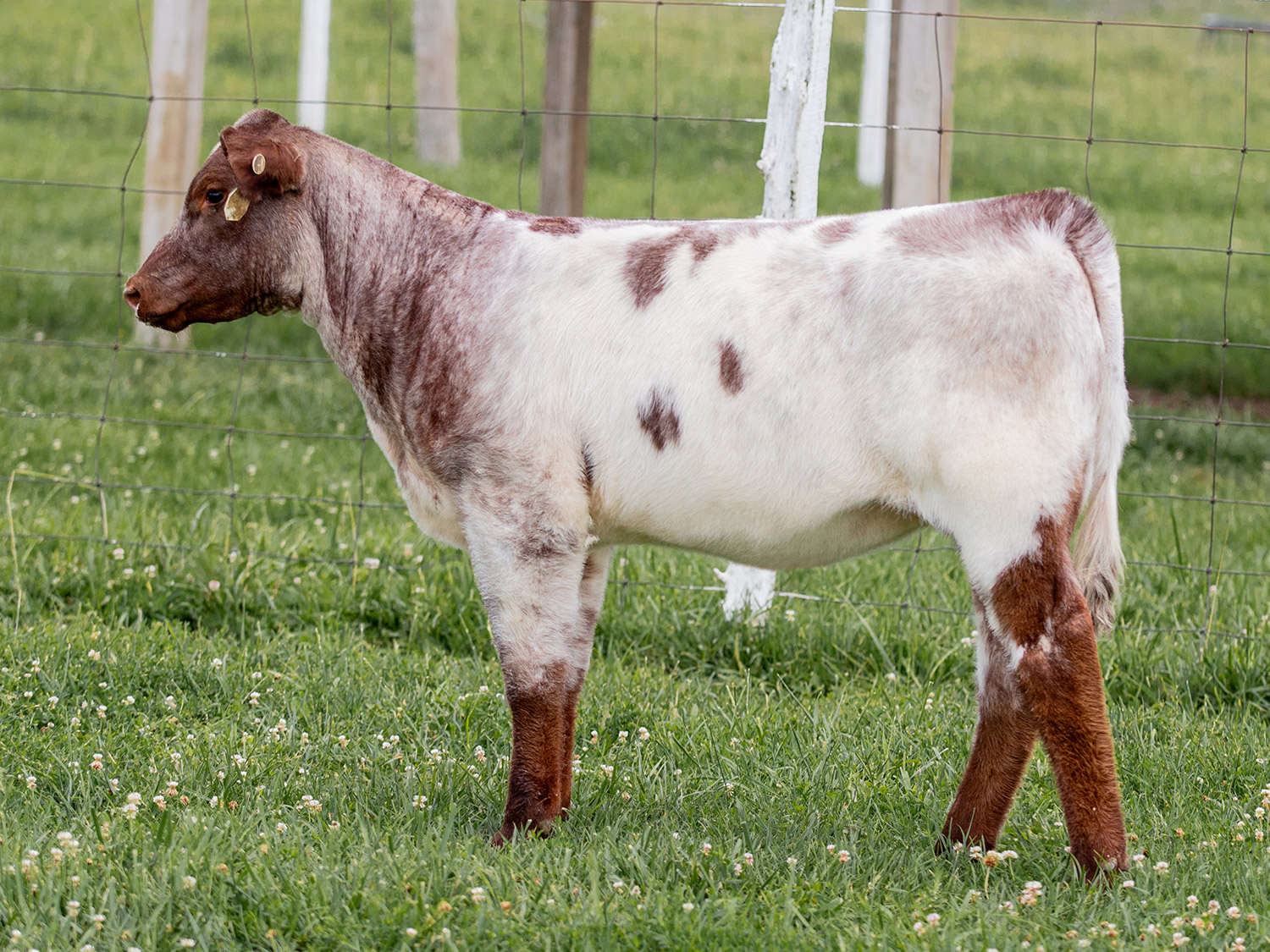 Beef cuts displayed in a grocery store meat case at record-high 2025 retail prices