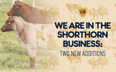 We Are in the Shorthorn Business: Two New Additions